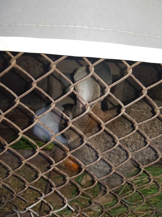 Iepurită cu 6-7 pui