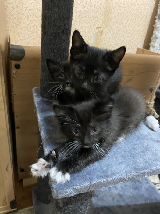 Отдам котят в хорошие руки