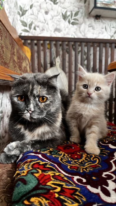 чистопородный скотиш страйт