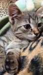 Полосатый котенок