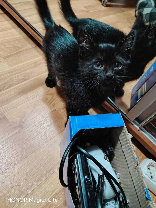 Donez 3 pisicuțe adorabile