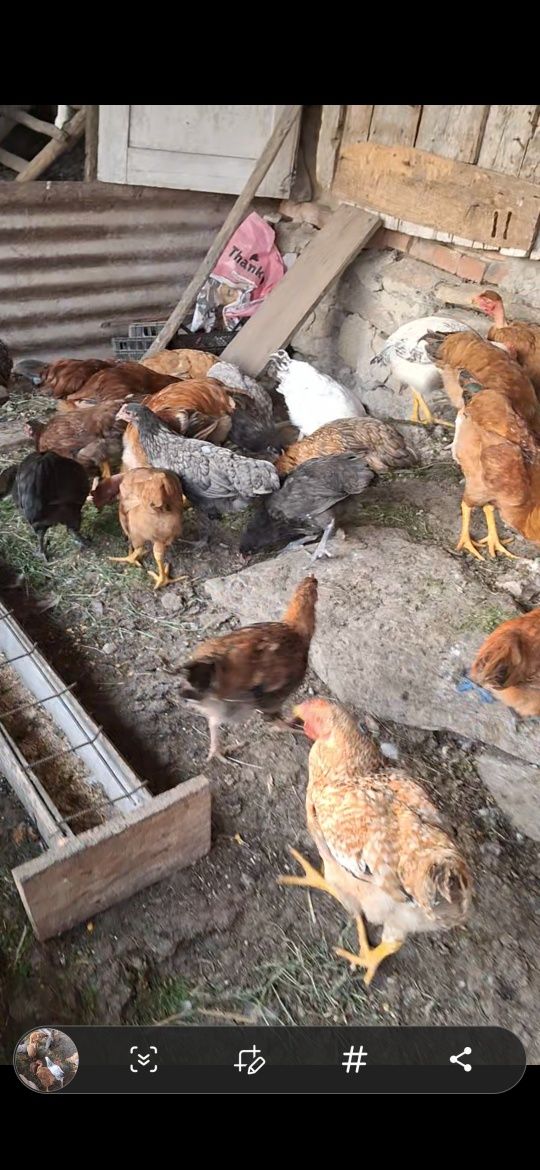 Cocoși de 3 luni