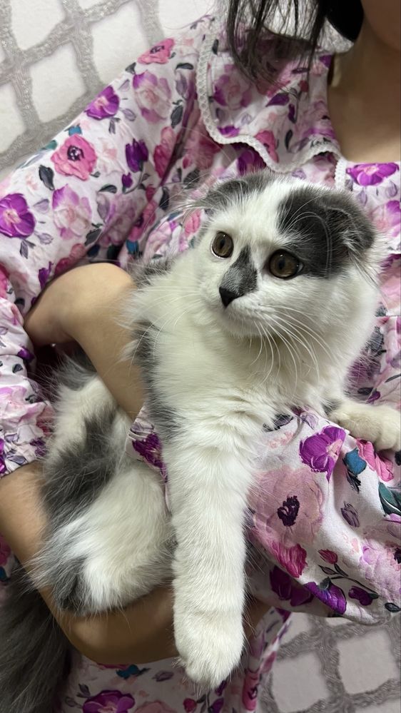 scottish fold sotiladi