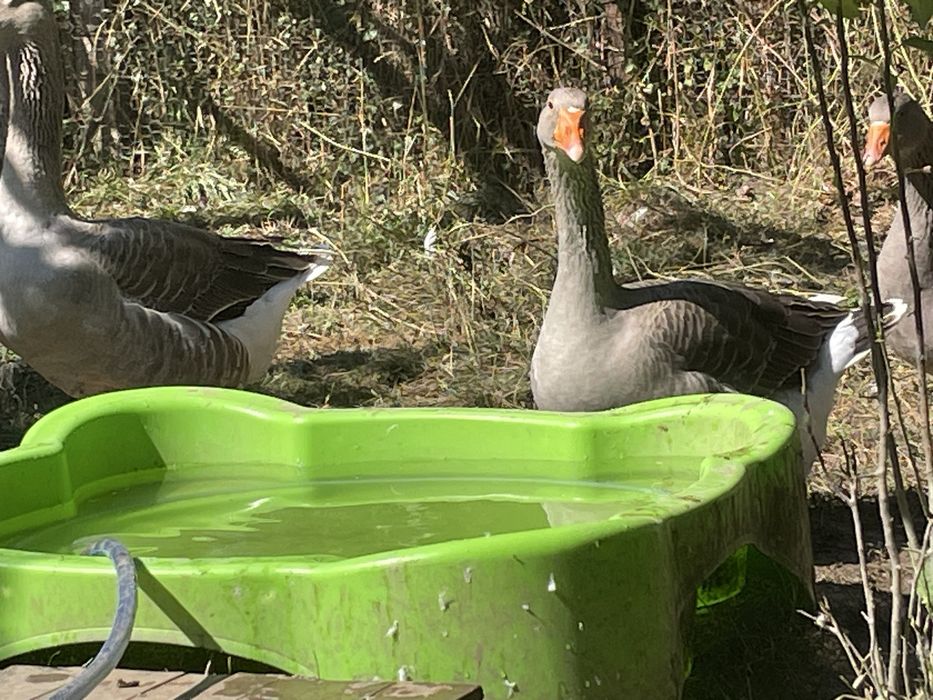 Vand pasari de curte crescute cu grau,porumb si floarea soarelui