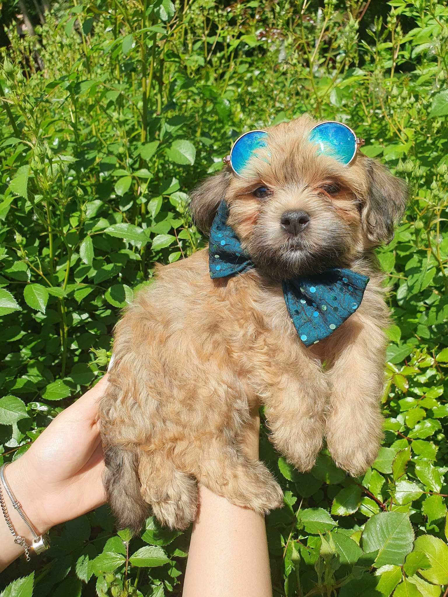 Bichon havanese cu pedigree canisa autorizata FCI si ACHR