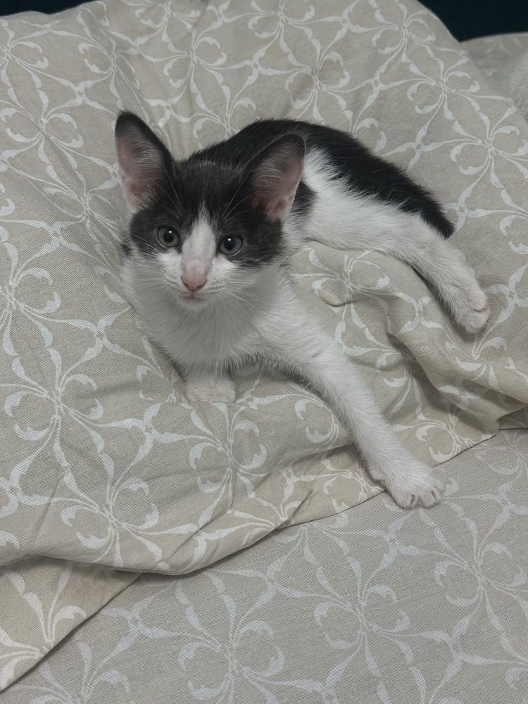 котенок в добрые руки