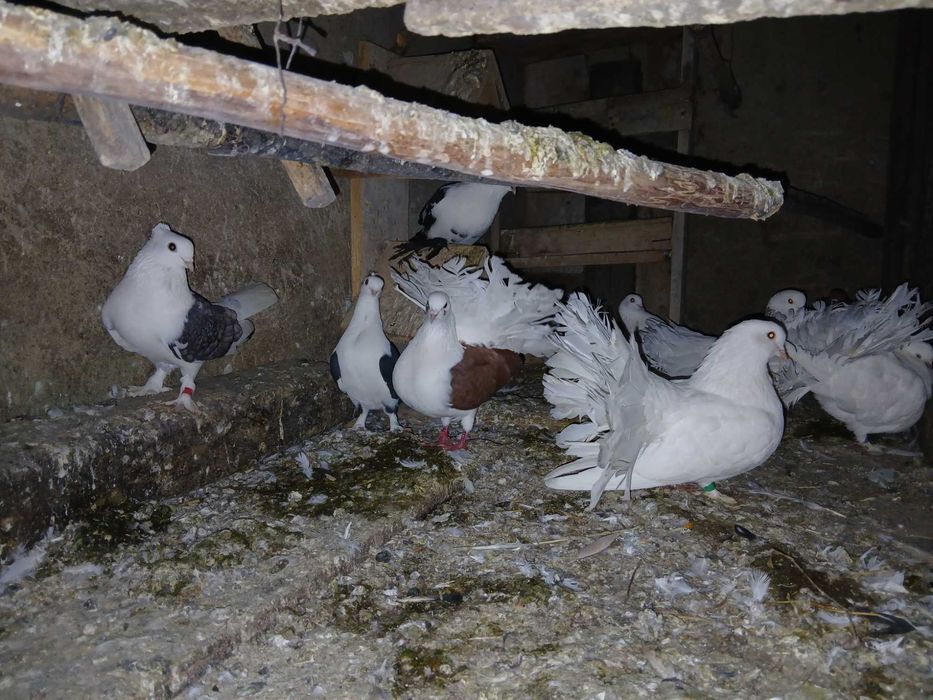 Vând sau schimb ornament