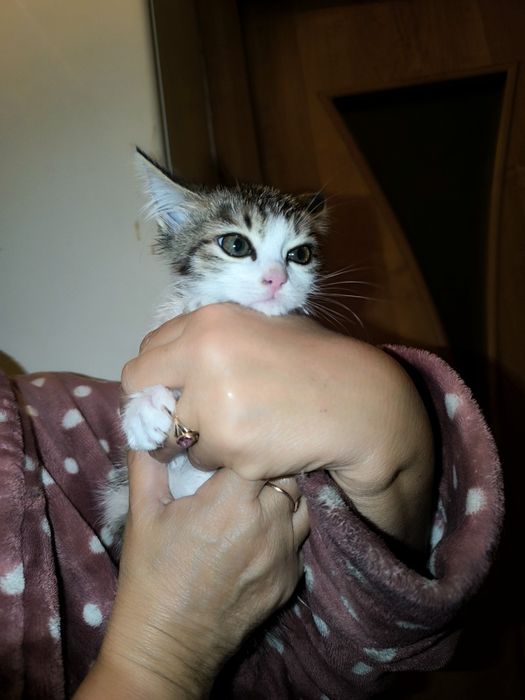 Котенок девочка отдам бесплатно