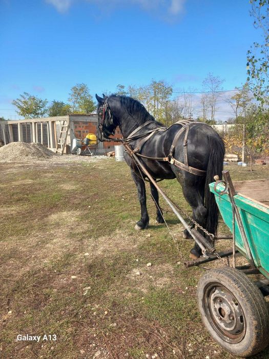 Armăsar frizian de vânzare