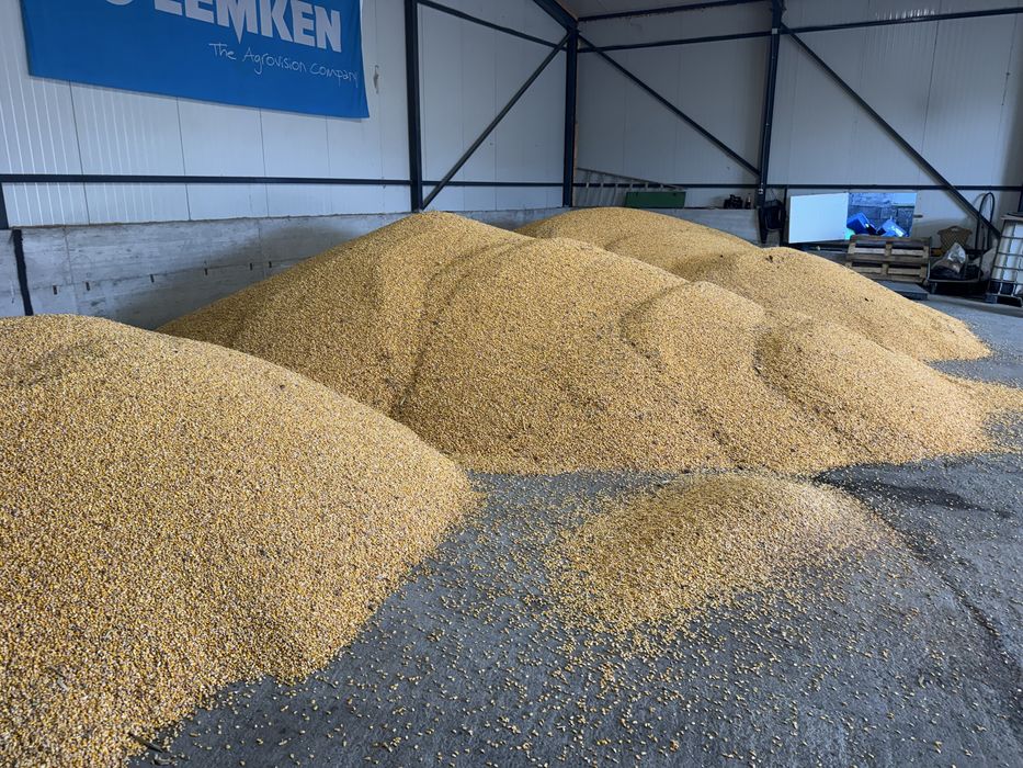 Porumb Recoltat  2025 1 leu kg