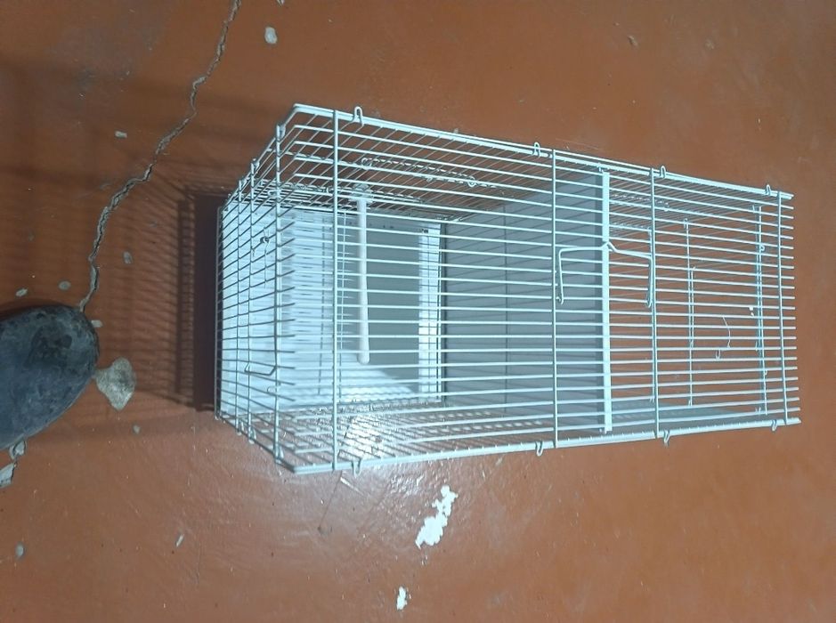 Parofka qafaslar sotiladi kanareyka uchun juda zur