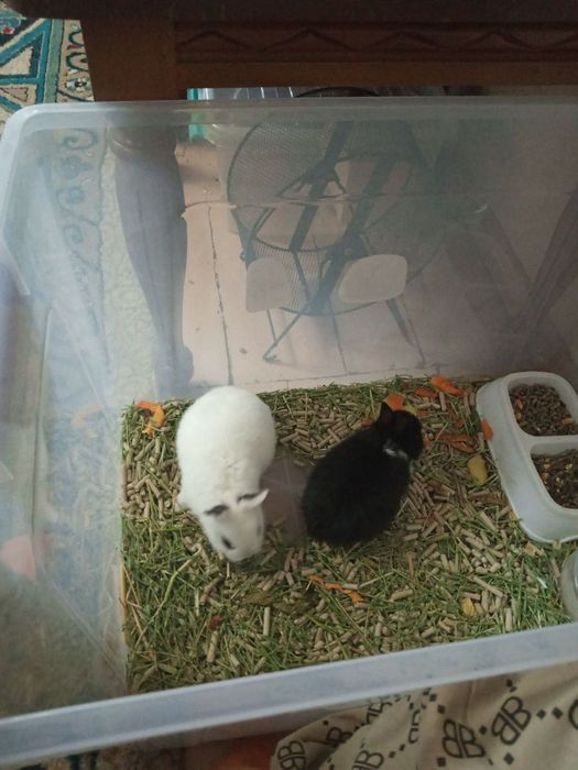 Продам декоративных кроликов