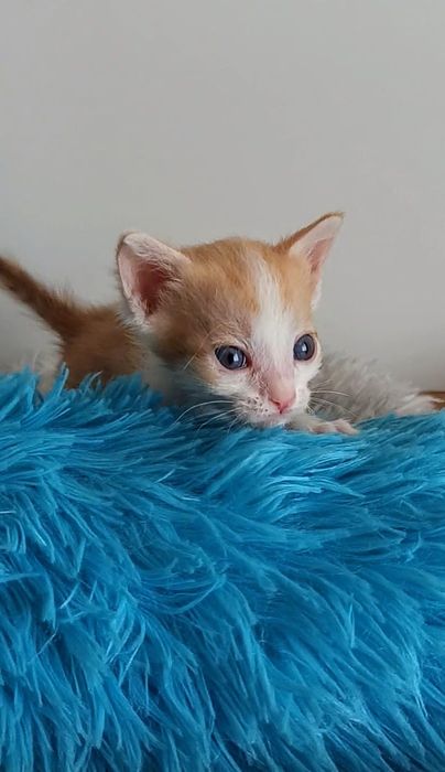 Котики и кошечки ждут любящих хозяев