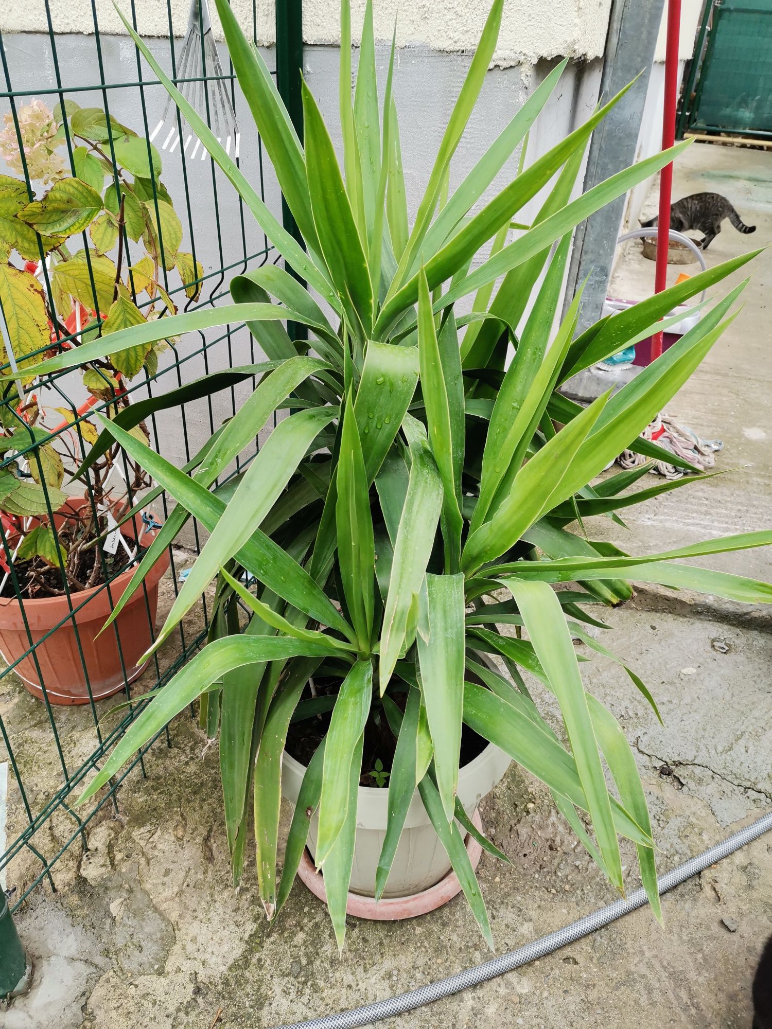 Yucca / planta decorativa de efect.