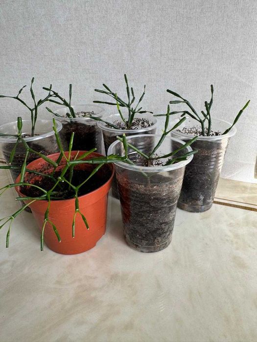 Комнатные цветы: Долларовое дерево, Хатиора