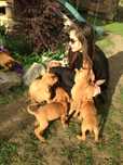 Pet Sitter / Ingrijire si Atentie pentru Animalutul Tau