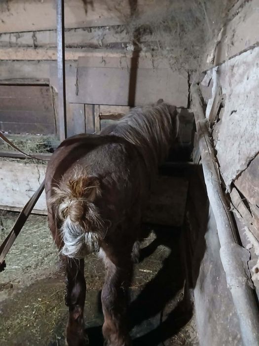 Vând ponei foarte cuminte și frumos sau monta fac și schimb