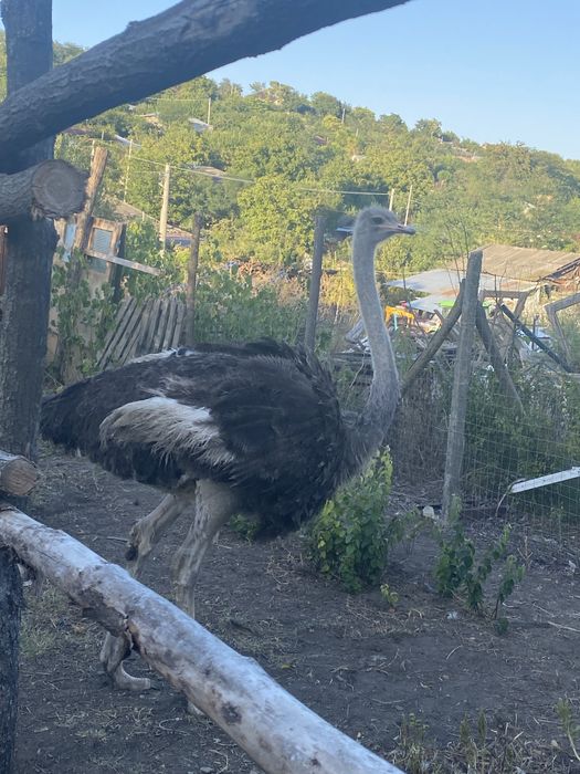 Struț femelă de vanzare