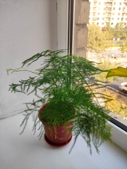 Аспарагус перистый