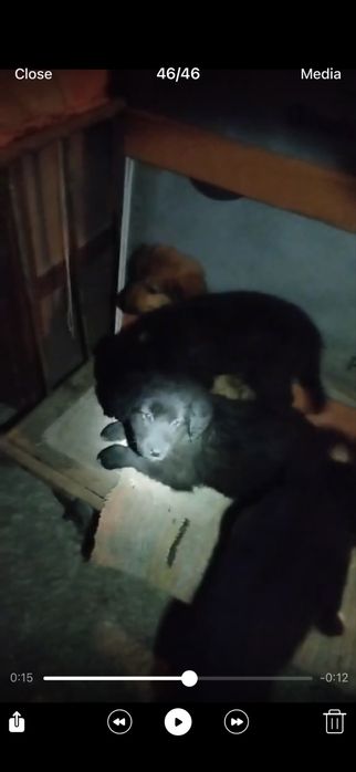 Подаряват се кученца