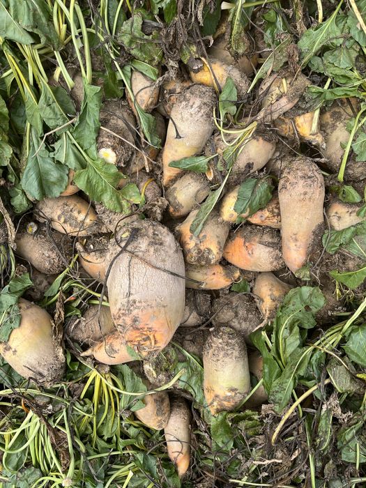 Vând sfeclă furajeră!