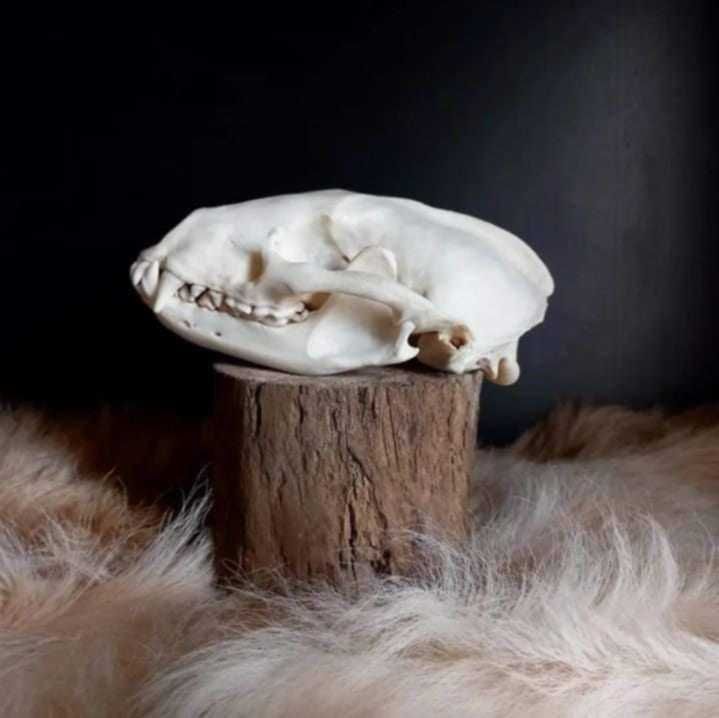 trofeu,trofee,naturalizat,taxidermie,craniu de bursuc  Germania