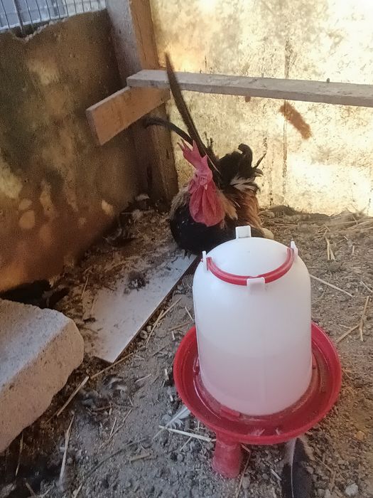 Pereche chabo și o găinușă pitica comuna