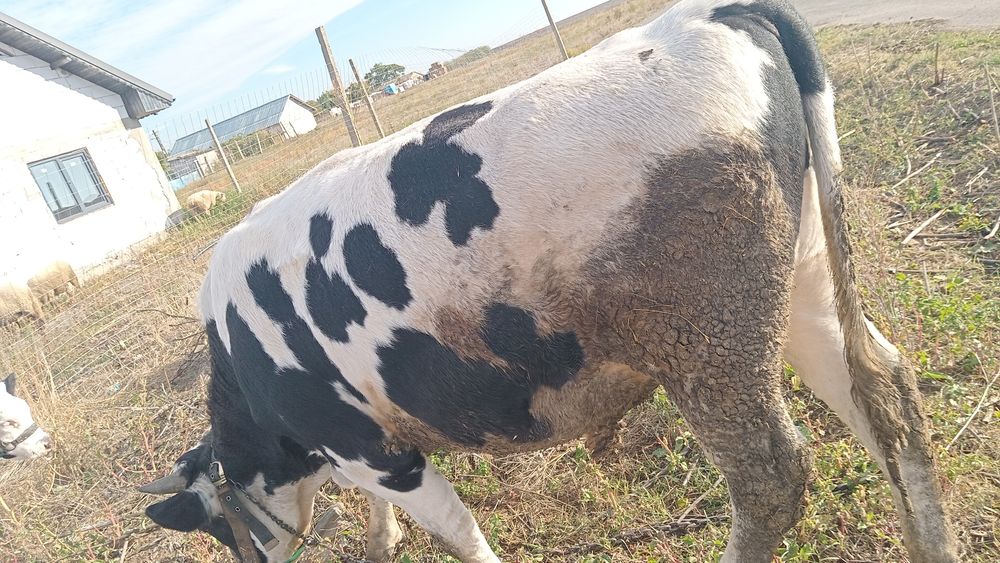 Tauraș  de vanzare are 450 kg