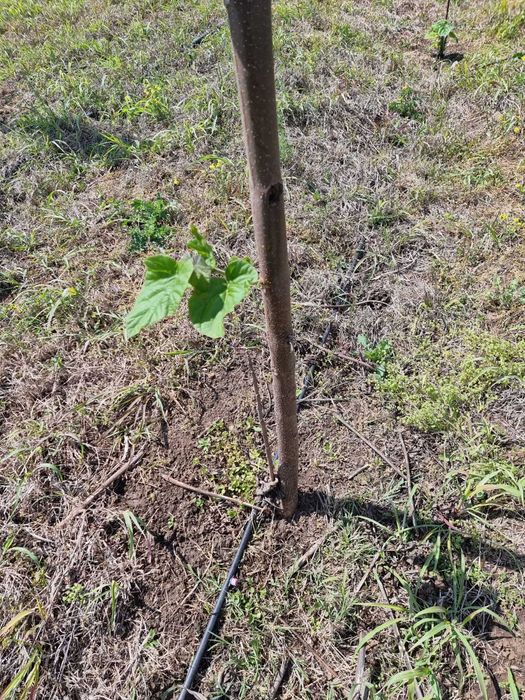 Paulownia Tomentosa Arbori Ornamentali ,Copaci cu inaltime 2 m + 6 m