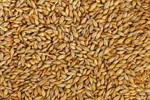 Vând cereale pentru semănat: orz de toamna C1, triticale de toamna C1