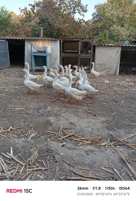 Парандалар сотилади г'озлар 1 йилик и 6 ойлик 35 дона