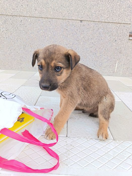 Отдаётся даром щенок порода звонок