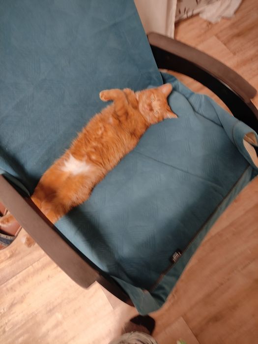 Отдам в хорошие руки в частный дом