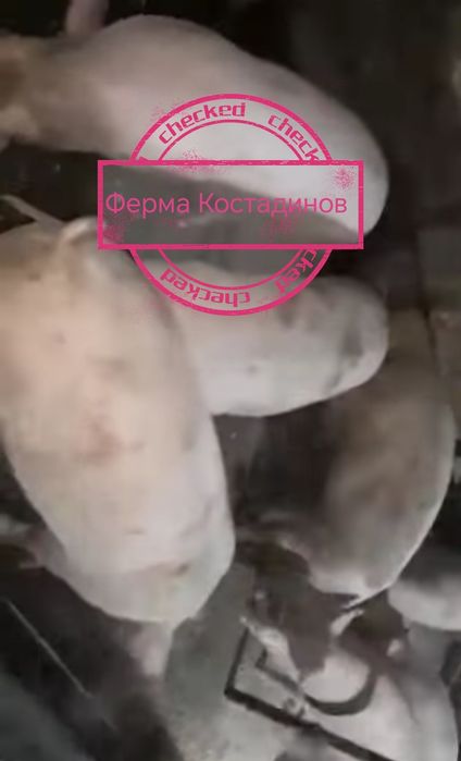 Домашно отгледани прасета.