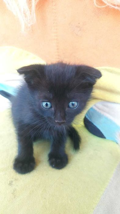 Отдам котят в добрые руки