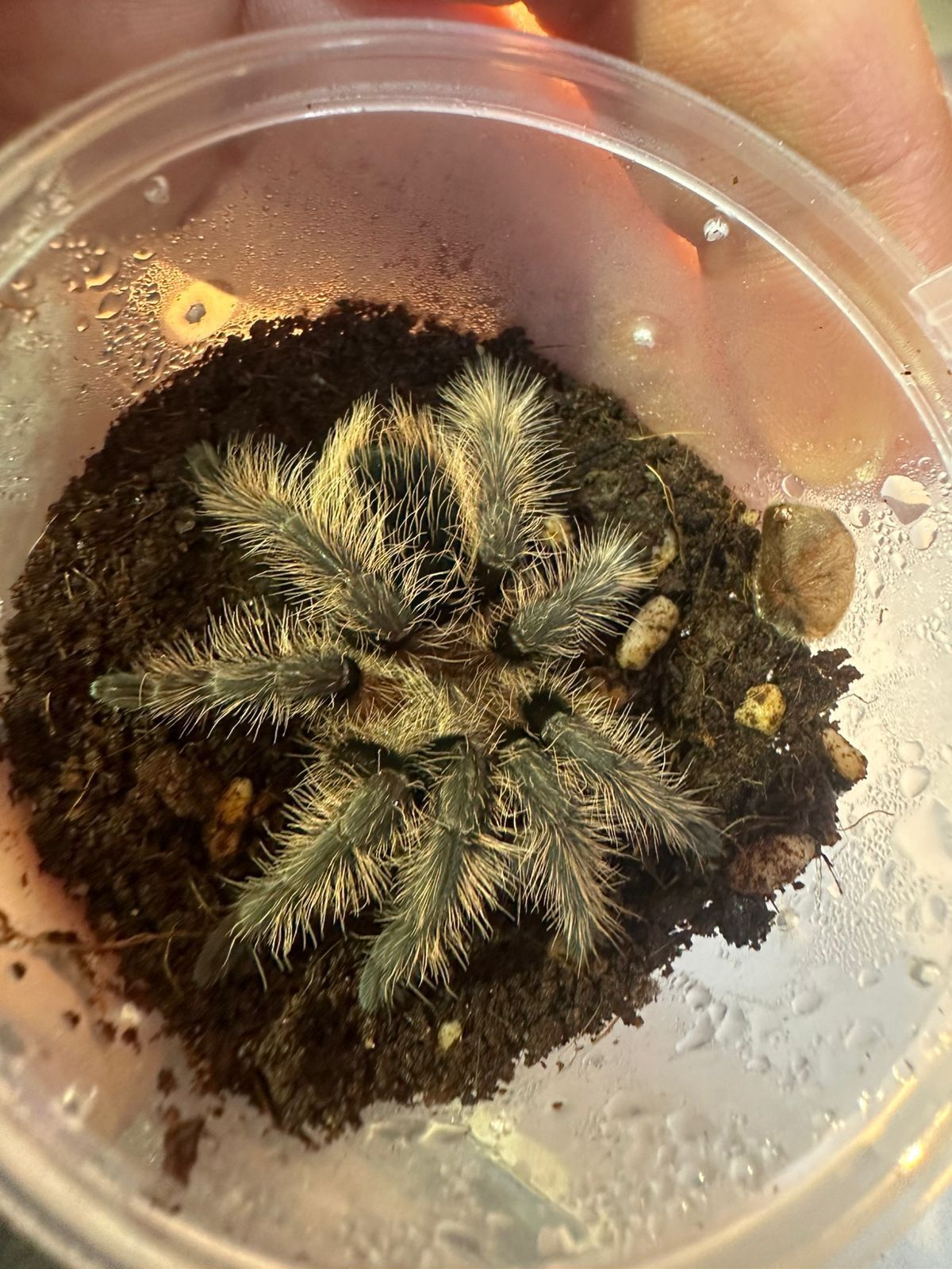 Паук-птицеед Brachypelma auratum
