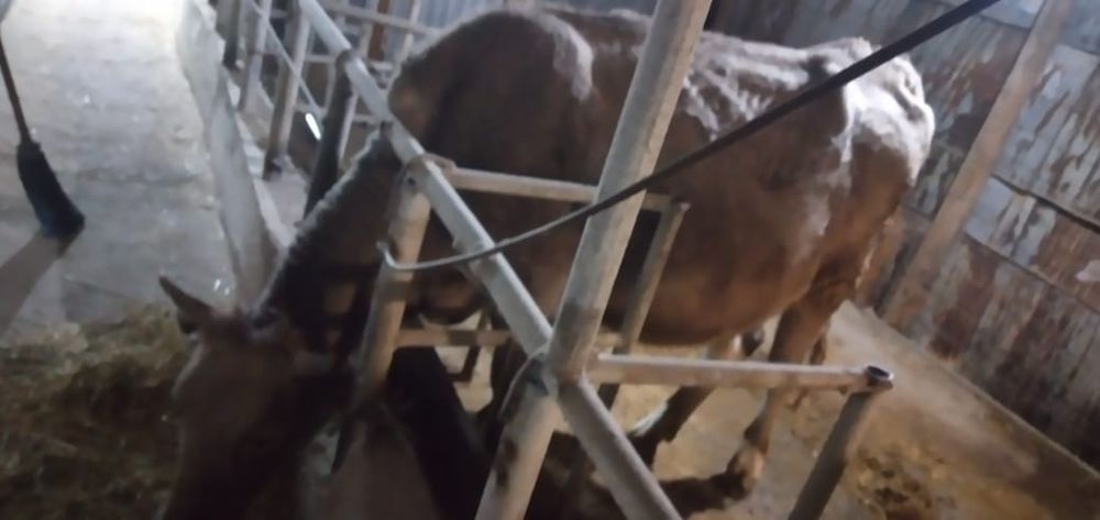 Продам телку 2-х годовалую