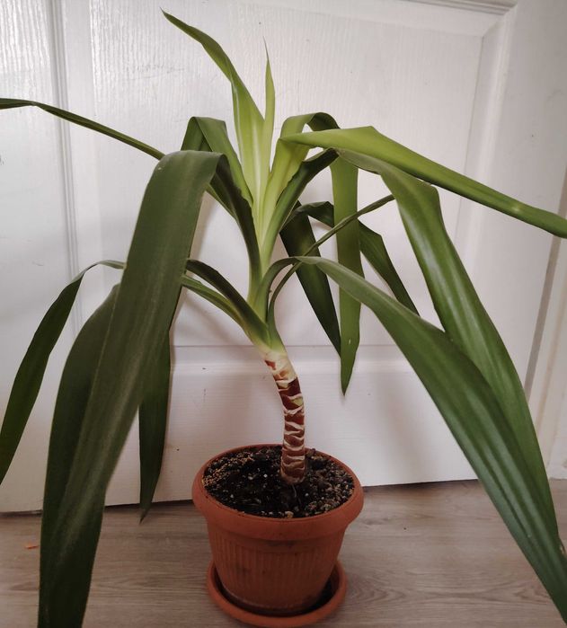 Flori: yucca, sansiveria, trandescantia. Trimit in tara.