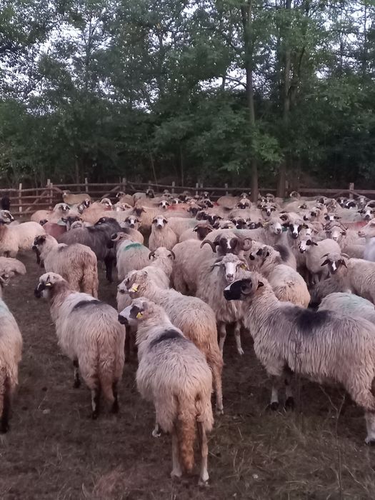 Oi noatini și berbeci 430 lei