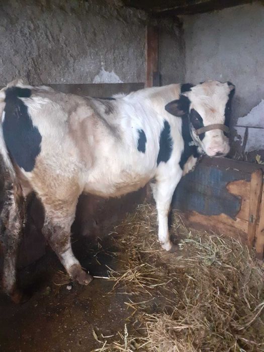 Tauras de carne virsta 10 luni com Crevenicu