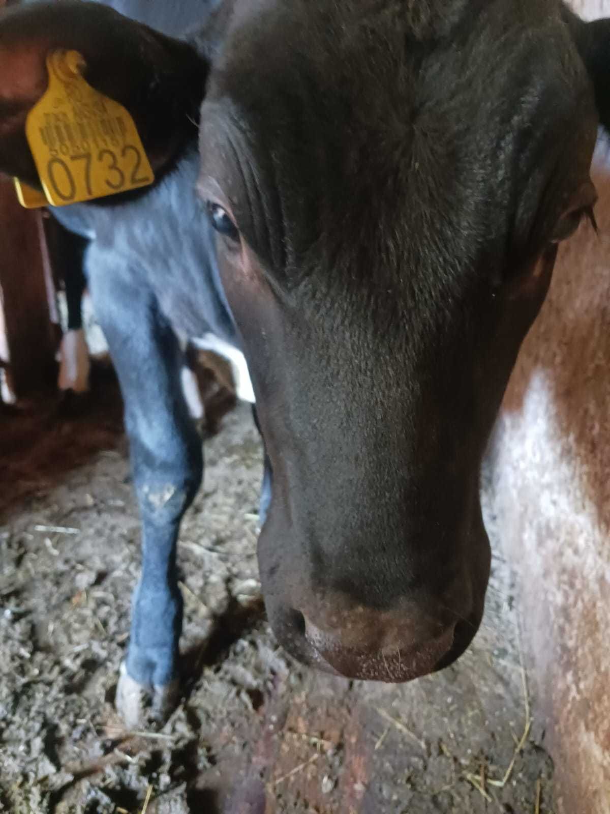 Vițică Holstein rasă pură – 6 luni – blândă și sănătoasă