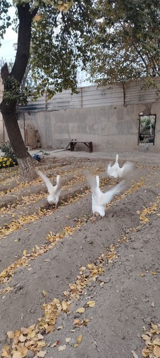 Товук, Хуроз, Гозлар, G'oz, ho'roz, tovuq