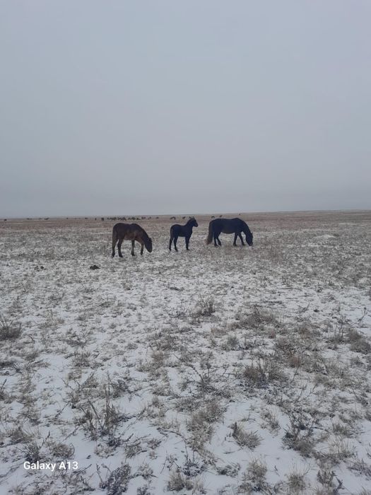 Продам лошадей и жеребенка