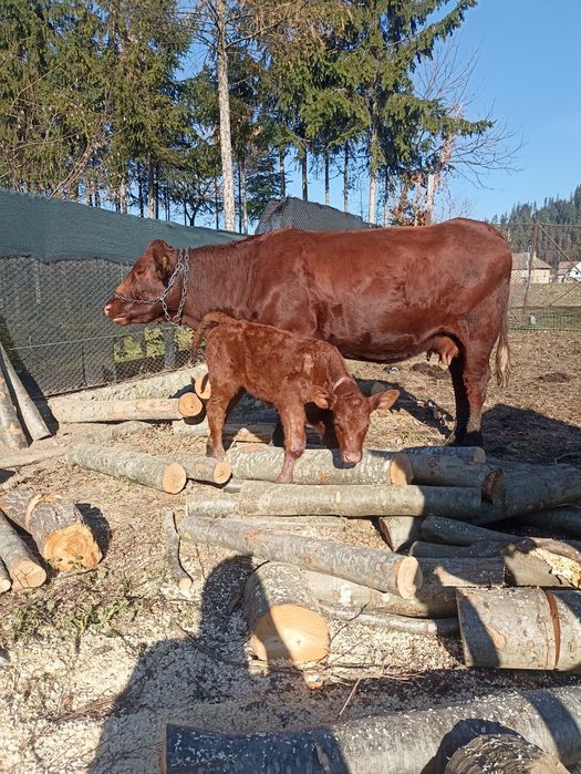 Junicai cu viteza angus