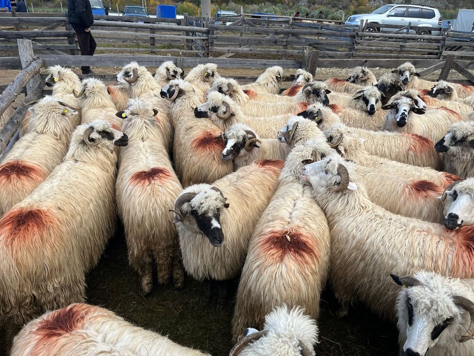 De vanzare oi tinere