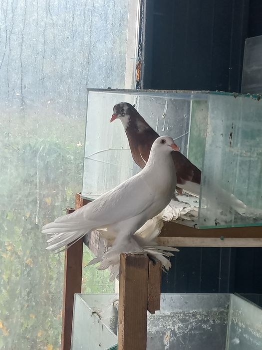 porumbei incaltati tapalagiosi și texani