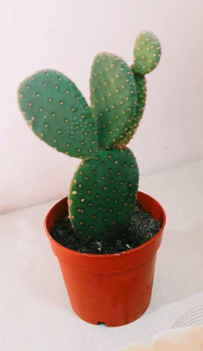Продам. Кактус Опунция.