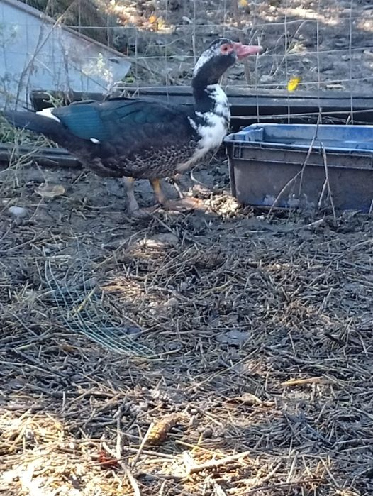 Vând rățoi mută vârstă nouă luni sau schimb pe rață