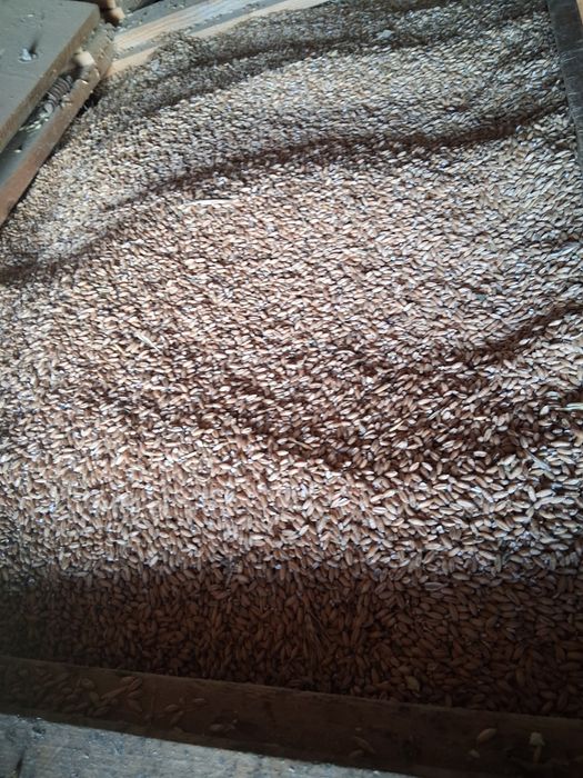 Vând triticale recolta 2025