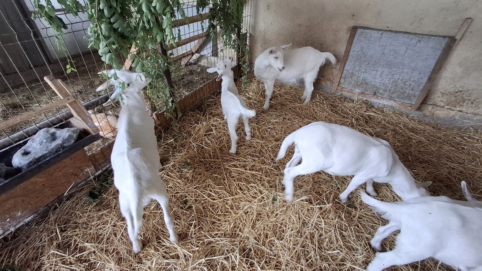 Disponibile iedute și tapisori saanen in Buzau